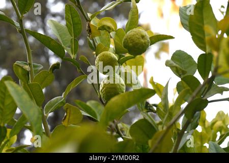 Il Kaffir lime o lime tailandese (Citrus hystrix) è un arbusto spinoso originario dell'Asia meridionale. I suoi frutti e le sue foglie sono utilizzati come aromi o in profumeria. Foto Stock