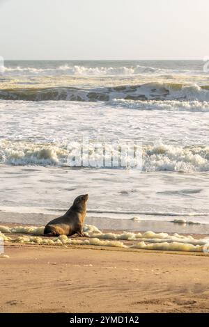 Cucciolo di foca e oceano con onde che si infrangono sulla spiaggia di Walvis Bay vicino a Swakopmund, Namibia, Africa Foto Stock