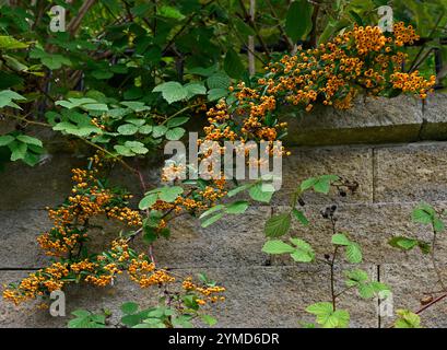 Un ramo di Orange Firethorn pieno di frutti di bosco è appeso su un muro. Le bacche di coccinea di Pyracantha contrastano bene con le brambles che le accompagnano. Foto Stock