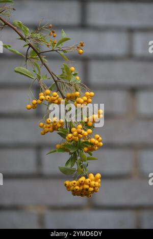 Un unico ramo di Firethorn, Pyracantha coccinea, appeso su un muro di mattoni grigi. Primo piano, ben focalizzato e un buon contrasto. Foto Stock