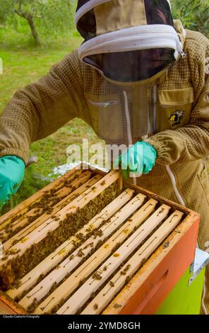 Treia. Azienda di apicoltura Foto Stock