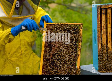 Treia. Azienda di apicoltura Foto Stock