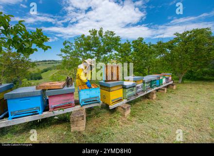 Treia. Azienda di apicoltura Foto Stock