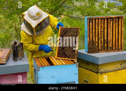Treia. Azienda di apicoltura Foto Stock