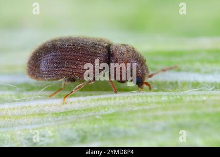 Biscotto, farmacia o scarabeo di pane (Stegobium paniceum) prodotto infestato conservato per adulti. Foto Stock