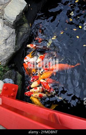 Museo Bonsai Tokyo Giappone Foto Stock