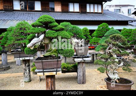 Museo Bonsai Tokyo Giappone Foto Stock