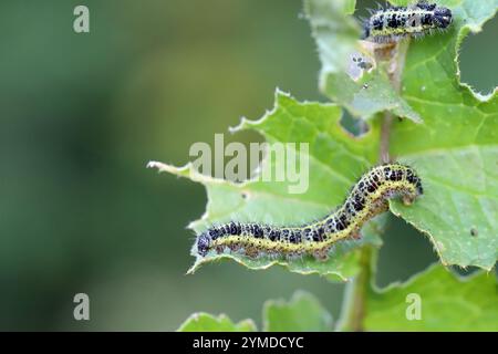 I caterpillari di farfalla bianca grande (Pieris brassicae) spellano le foglie. Foto Stock