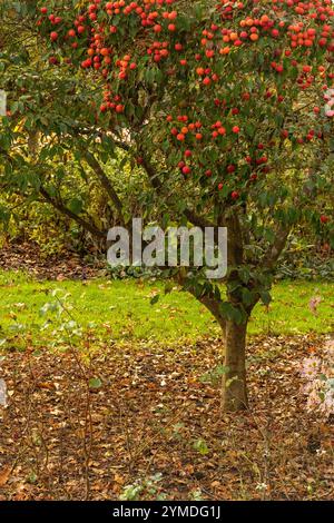 Il brillante Cornus Kousa "John Slocock" nei suoi colori autunnali con "frutta". Legittimo, attraente, affidabile, originale, moody, nouveau, sano, pieno di anima Foto Stock