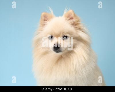 Un soffice pomerano con un denso cappotto si adagia su uno sfondo blu pastello. L'espressione delicata del cane e la pelliccia morbida e ben curata sono evidenziate. Foto Stock