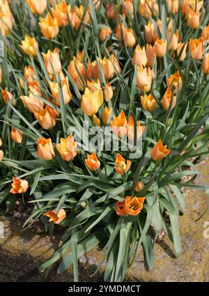 Tulip lievito di lino o Bokhara Tulip, Tulipa linifolia 'Bright Gem', Lilliaceae. SIS. Tulipa batalinii. Tagikistan, Uzbekistan, Iran e Afghanistan. Foto Stock