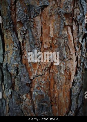 Collage elaborato della vecchia struttura della superficie della corteccia d'albero nera. Sfondo per banner, sfondo o trama per mappatura 3D. Foto di alta qualità Foto Stock