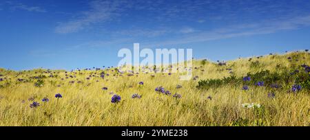 agapanthus comunemente noto come il Giglio del Nilo, Blue Giant African Lily è nativo del Sudafrica che cresce sulle isole Tyhe di Scilly, cornovaglia, Regno Unito Foto Stock