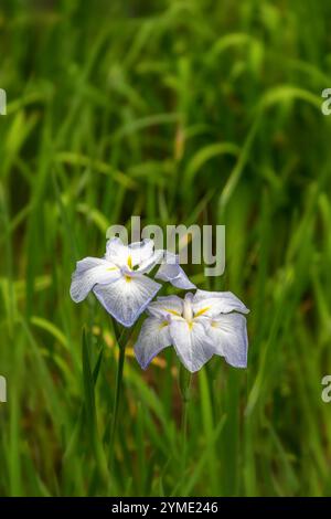 Bellissimo e delicato fiore di Iris giapponese viola e bianco, Iris ensata, su sfondo verde. Con spazio per il testo. Foto Stock