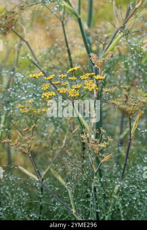 Foeniculum vulgare Purpureum, finocchio di bronzo, finocchio a foglia viola, fogliame grigio-verde scuro, fiori gialli in estate Foto Stock