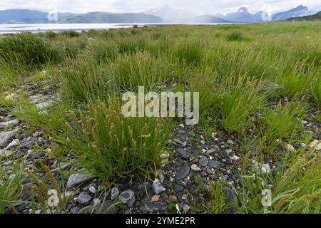 Strand-Wegerich, Strandwegerich, Wegerich, Plantago maritima, Sea Plantain, Seaside Plantain, Goose Tongue, le Plantain Maritime Foto Stock