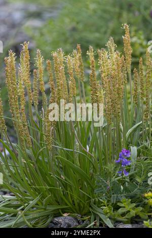Strand-Wegerich, Strandwegerich, Wegerich, Plantago maritima, Sea Plantain, Seaside Plantain, Goose Tongue, le Plantain Maritime Foto Stock