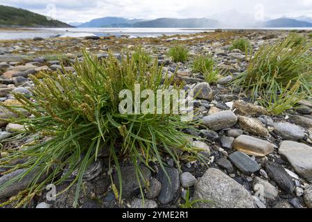 Strand-Wegerich, Strandwegerich, Wegerich, Plantago maritima, Sea Plantain, Seaside Plantain, Goose Tongue, le Plantain Maritime Foto Stock