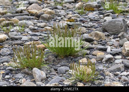 Strand-Wegerich, Strandwegerich, Wegerich, Plantago maritima, Sea Plantain, Seaside Plantain, Goose Tongue, le Plantain Maritime Foto Stock