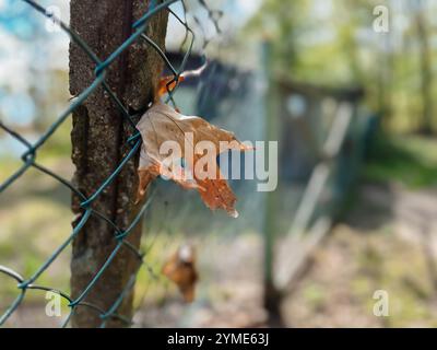 Una foglia è appesa a una recinzione. La recinzione è in metallo ed è attaccata ad un albero Foto Stock