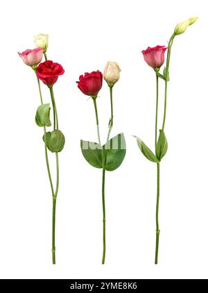 Tre steli del lisianthus eustoma del fiore tagliato nei toni rosso e rosa Foto Stock