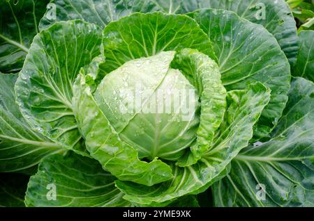 Copenhagen Market Cabbage Foto Stock