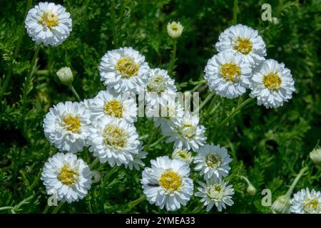 Camomilla romana Chamaemelum nobile "Flore Pleno" Foto Stock