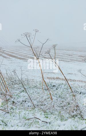 Neve invernale che cade nel mese di novembre su steli morti umbellifera vicino al villaggio Cotswold di Snowshill, Gloucestershire, Inghilterra Regno Unito Foto Stock