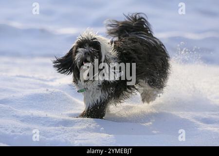 Il Terrier tibetano, Tsang Apso, corre nella neve Foto Stock