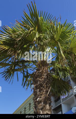 Primo piano di Trachycarpus wagernianus - palma che cresce in ambiente urbano a fine estate, Sibenik, Croazia, Europa Foto Stock