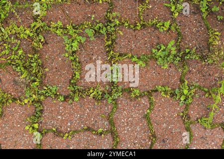 Vista dall'alto di piante indesiderabili e invasive, tra cui Bryophyta - muschio verde che cresce attraverso le articolazioni tra le pietre di terracotta ondulate i Foto Stock