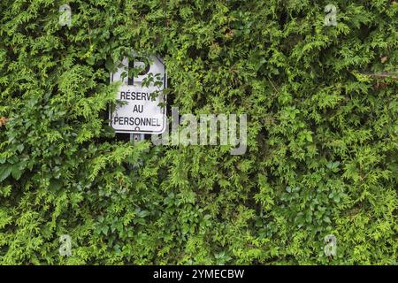 Riservato al personale segnaletica di parcheggio in lingua francese parzialmente nascosta nella fitta Thuja occidentalis - siepe di Cedro in estate, Quebec Foto Stock
