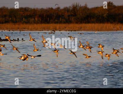 Teal, Anas crecca, stormo in volo, Lincolnshire, novembre 2024 Foto Stock