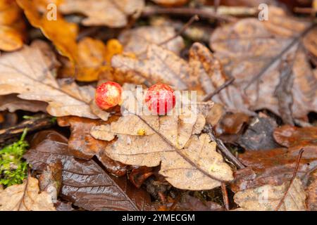 Galli di ciliegia su foglie di quercia. Queste sfere parassitarie sono i vivai della vespa dei galli ciliegini (Cynips quercusfolii) Foto Stock