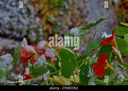Veduta di un nasturtium di arancia in fiore, di tropaeolum majus o di un crescione indiano sullo sfondo di piccole ciaspole sul ramo con foglie fresche decidue Foto Stock