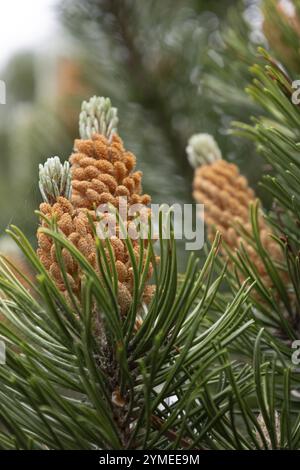 Pino nano di montagna, Pinus Mugo Turra, germogliando nuovi coni di pino Foto Stock