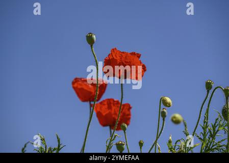 Papaveri rossi accesi contro il cielo blu, che irradiano freschezza e primavera, borken, muensterland, germania Foto Stock