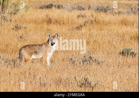 Coyote; Eastern High Sierras; fauna selvatica; mammiferi; California Foto Stock