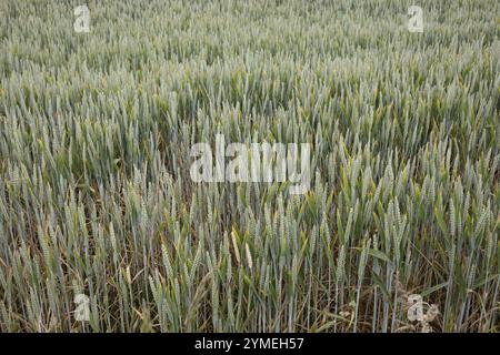 Campo di grano vicino a Padstow in Cornovaglia Foto Stock