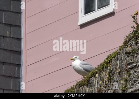 European Herring Gull, Larus argentatus, che riposa a Mevagissey in Cornovaglia Foto Stock