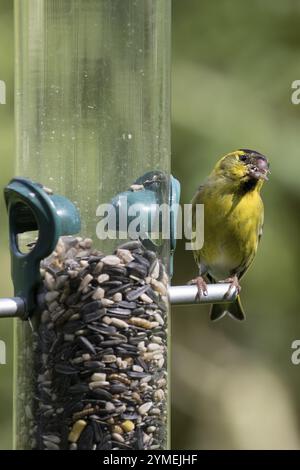 Siskin, Carduelis Spinus, usando un mangiatoia in Scozia a Sprigtime Foto Stock