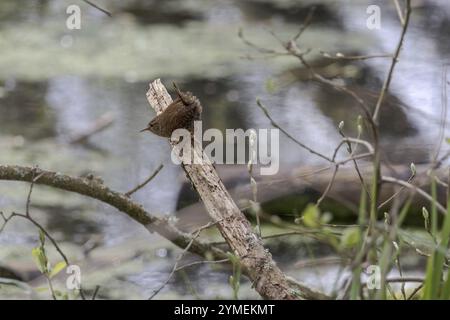 Tiny Wren, Troglodytes troglodytes, arroccato su un ceppo d'albero in primavera Foto Stock