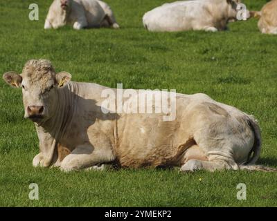 Primo piano di una mucca adagiata su un pascolo verde, Weseke, borken, muensterland, germania Foto Stock