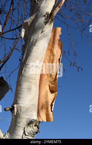 Corteccia pelante simile a carta bianca di Betula utilis var. Jacquemontii o betulla bianca o himalayana Regno Unito novembre Foto Stock