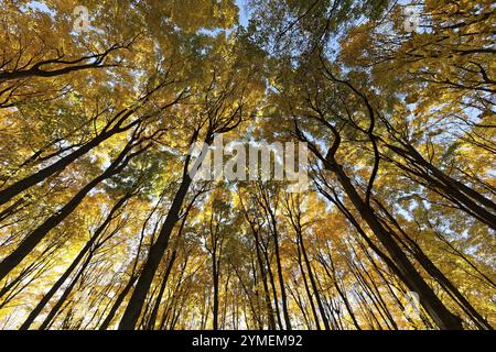 Natura, foresta autunnale, vista dal basso sulle cime degli alberi, provincia del Quebec, Canada, Nord America Foto Stock