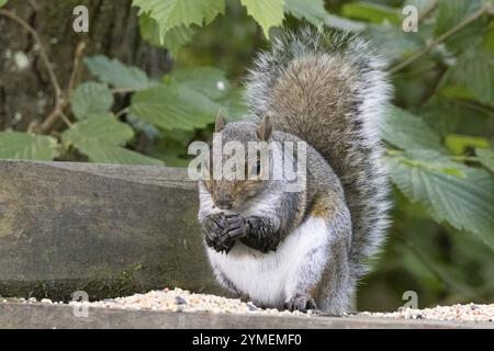 Scoiattolo grigio che mangia seme da una panca di legno Foto Stock