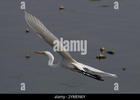 Ajmer, India. 19 novembre 2024. Egret vola sul lago Ana Sagar in un giorno invernale ad Ajmer, India, il 19 novembre 2024. Foto di Himanshu Sharma/ABACAPRESS. COM credito: Abaca Press/Alamy Live News Foto Stock