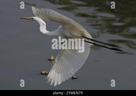 Ajmer, India. 19 novembre 2024. Egret vola sul lago Ana Sagar in un giorno invernale ad Ajmer, India, il 19 novembre 2024. Foto di Himanshu Sharma/ABACAPRESS. COM credito: Abaca Press/Alamy Live News Foto Stock