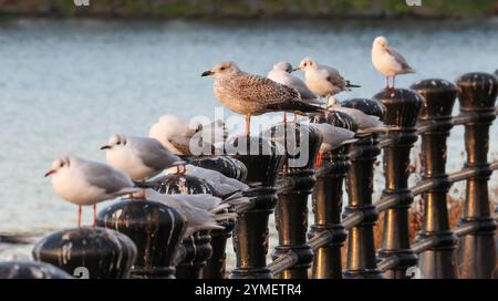 Belfast, Irlanda del Nord, Regno Unito. 21 novembre 2024. Clima nel Regno Unito: Il freddo continua. Un avviso di neve e ghiaccio è attivo dalle 15:00 di oggi fino alle 10:00 di domani (venerdì). Un gabbiano di aringa tra gabbiani dalla testa nera sulle rive del fiume Lagan. Crediti: CAZIMB/Alamy Live News. Foto Stock