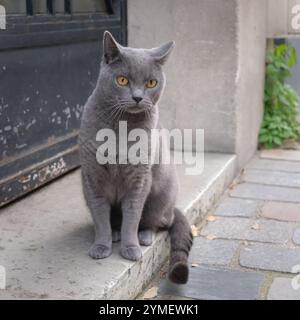 Gatto grigio Chartreux, seduto vicino a una porta nera intemprata, che guarda intensamente con gli occhi color ambra, circondato da un sentiero acciottolato nella strada Foto Stock